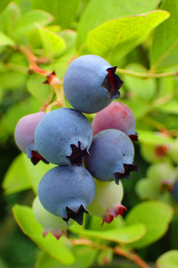 蓝莓是以水果为天然背景的优良植物