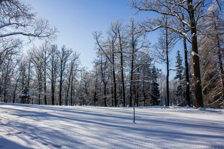 在公园的早晨冬天寒冷的风景。冬季景观。严寒, 白雪皑皑的树木, 晴朗的天气。美丽的冬季季节性背景