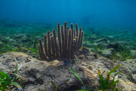 珊瑚礁底部的多根珊瑚