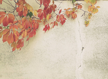 秋天的概念背景。复古风格的形象野生葡萄在一个肮脏的篱笆，五颜六色的叶子，一种美丽的植物，缕缕的常春藤和老墙