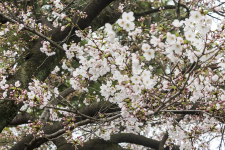 日本京都汉南春季樱花