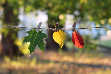 多种颜色的秋叶在衣架上