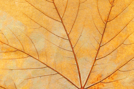 五颜六色的秋叶背景。 秋叶特写纹理。
