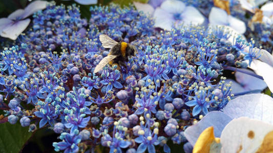 条纹黄蜂, 属于熊蜂 soroeensis, 背景蓝色和深蓝色的花朵, 绣球花大叶