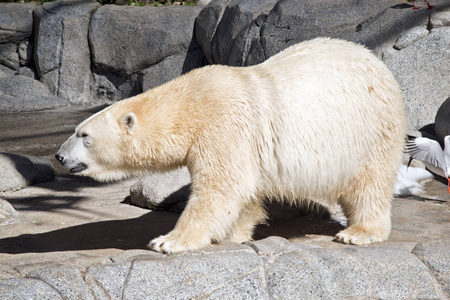 这是北极熊的侧视图