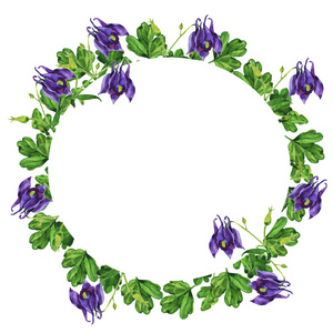 白色背景上分离的紫罗兰水花架。 手绘水彩插图。