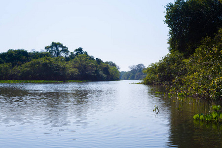 来自巴西潘塔纳尔湿地地区的全景。 可航行泻湖。 南美洲地标