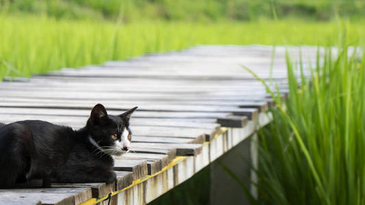 黑猫坐在绿色稻田稻田框架的小径上，阳光明媚