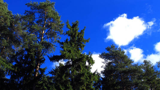 绿树蓝天大自然美丽的白云