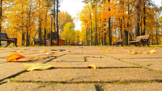 公共公园秋天公园金色的树叶