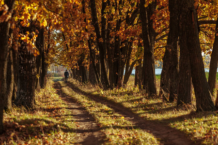 橡树胡同和道路延伸到秋季在日落。沿着小巷走的人