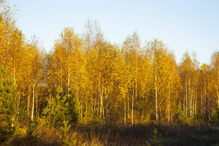 金色的秋天。 傍晚的黄色森林乡村景观