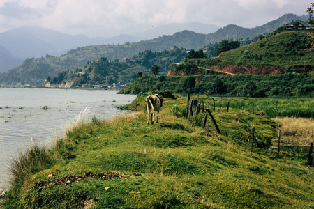 波哈拉尼泊尔2018年10月12日中午，一头牛在波哈拉湖前吃草