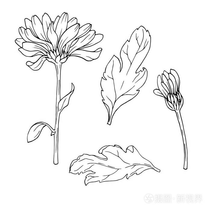 菊花或菊花雏菊花和叶子分离在白色背景上手绘矢量插图