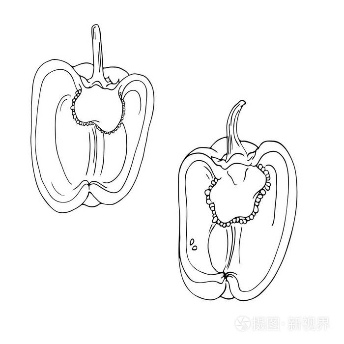 白色背景上孤立的辣椒素描. 手绘矢量插图.