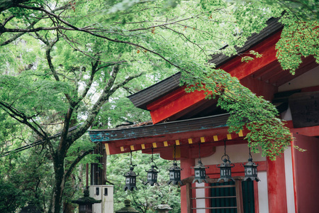 日本寺庙与日本枫叶，京都，老式电影风格