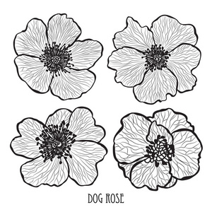装饰犬玫瑰花设计元素。 可用于卡片邀请横幅海报印刷设计。 线条艺术风格的花卉背景