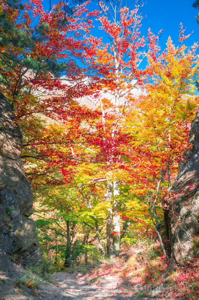 大自然的风景,阳光透过树枝. 五颜六色的秋叶. 绿色黄色橙色红色.