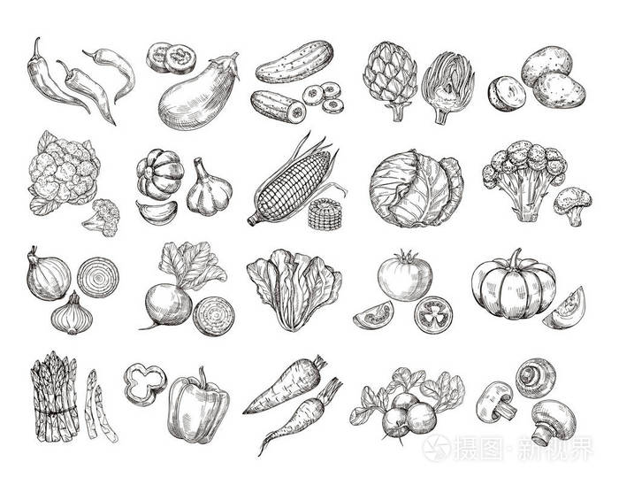 素描蔬菜.复古手工画菜园蔬菜收藏.胡萝卜西兰花土豆