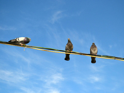 鸽子坐在电线上对着蓝天图片