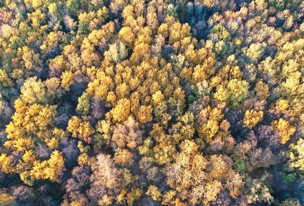 秋季森林顶部空中无人机视图