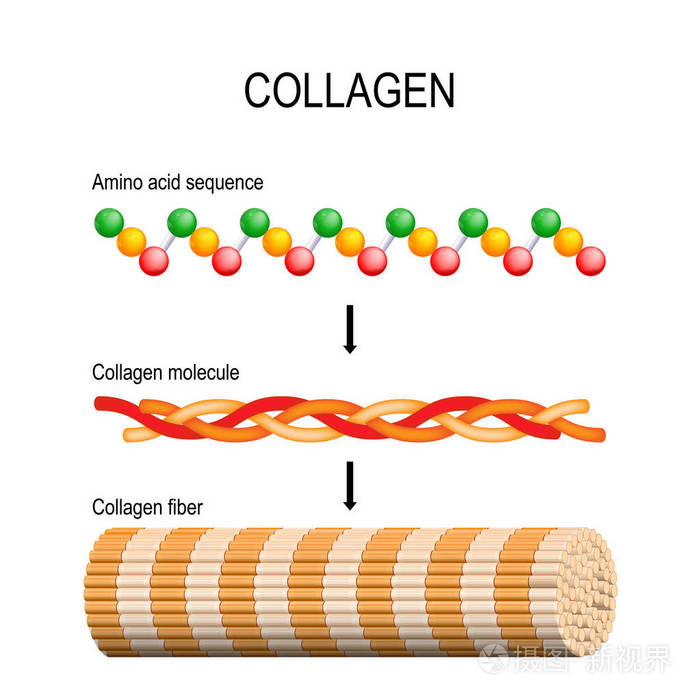 胶原纤维分子和氨基酸序列分子结构三个多肽线圈形成托状胶原向性鞭毛