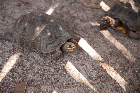 红脚龟Chelonoid is Carcararia在佛罗里达南部觅食。