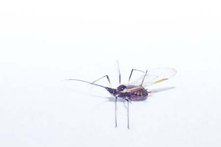 有翅膀的蚜虫的宏观照片