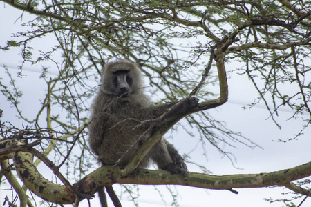 肯尼亚纳库鲁湖的狒狒
