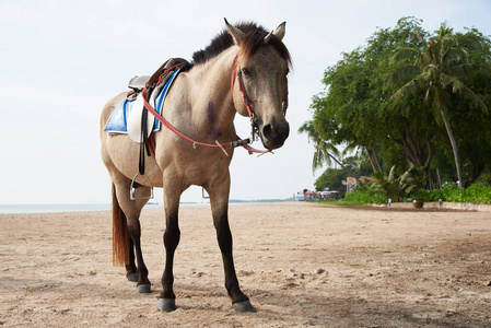 美丽的棕马，头上戴着贝壳，模仿着站在海滩上的独角兽