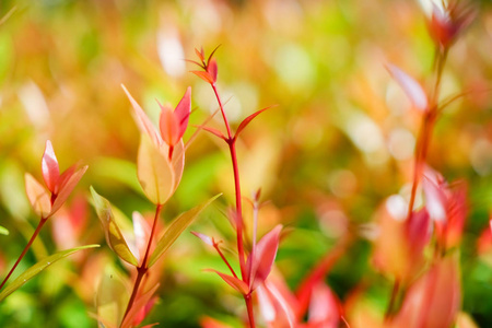 红色，黄色，小植物，自然，阳光，五颜六色，抽象背景，老式粉彩色调风格。