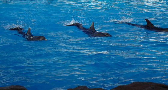 三只海豚正在蓝水中游泳