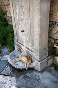 睡在希腊历史专栏的家猫