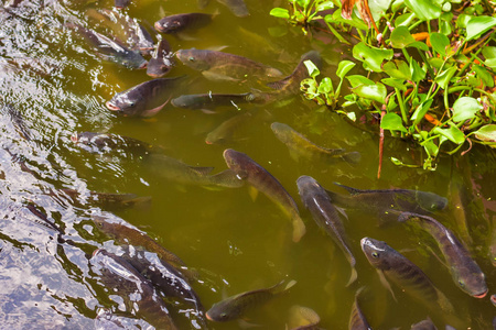 食品工业罗非鱼在有绿水的池塘里耕作。