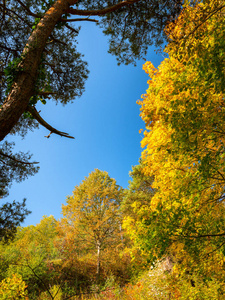 秋天落叶林和蓝天的五颜六色的树木下奥地利瓦考