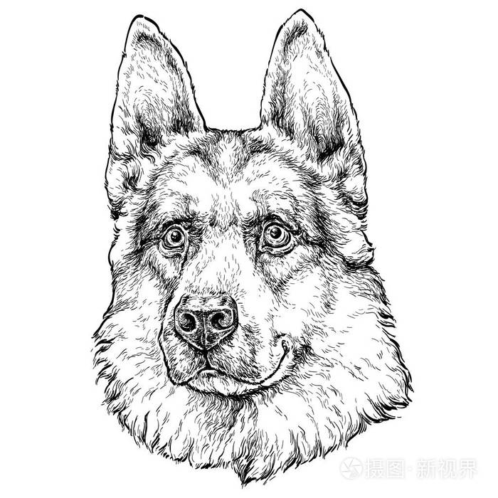 可爱牧羊犬的矢量插图插画-正版商用图片13lovx-摄图