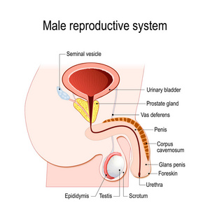 男性生殖系统精囊输精管前列腺睾丸和附睾。教育医学生物和科学使用的矢量图。