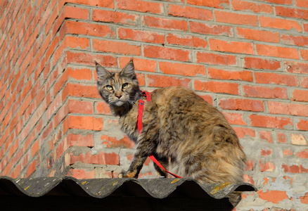 缅因州浣熊猫巨人缅因州浣熊猫。纯种猫在家中的选育