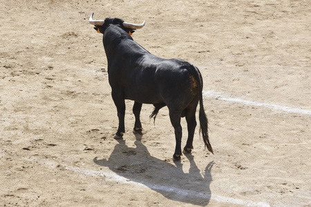 在竞技场上对抗公牛。斗牛.b 队西班牙
