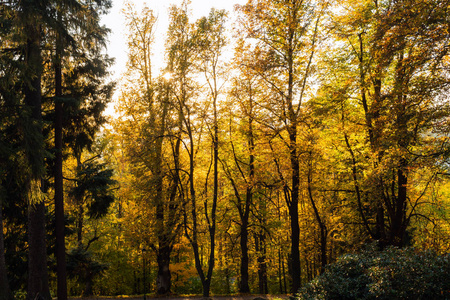 秋天的景象。 美丽的秋天公园有小径。 美丽的自然场景。 秋天的风景树和树叶森林，树上有明亮的叶子和明亮的太阳。