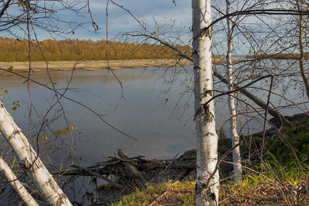 在陡峭的河岸上，有白色树干和黑点的桦树向水倾斜。