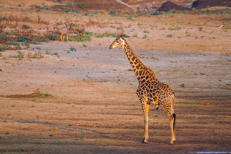  Specie Giraffa camelopardalis family of Giraffidae