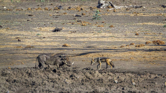  Specie Canis mesomelas family of Canidae