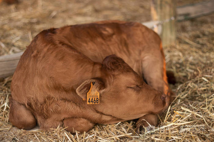近距离观看一头睡在乡村集市上的棕牛.