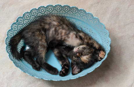 一只可爱的小猫睡在篮子上。