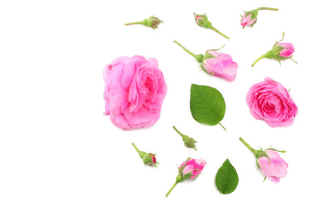 白色背景上分离的粉红色玫瑰花。 顶部视图