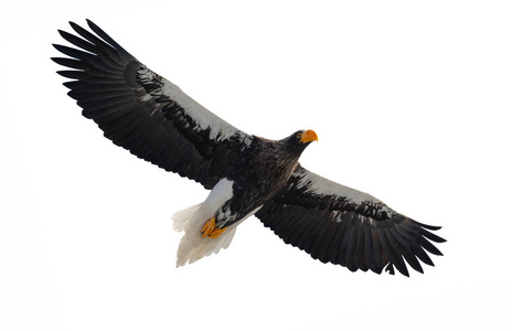 s sea eagle in flight isolated on white background. Scientific n