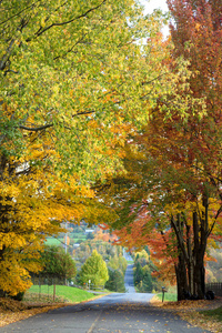 在晴朗晴朗的秋日，乡村道路环绕着五颜六色的树木