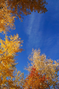 秋天的风景。 秋天的树留下天空的背景。