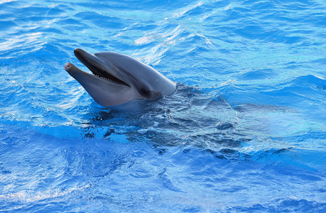 水族馆里水中的海豚